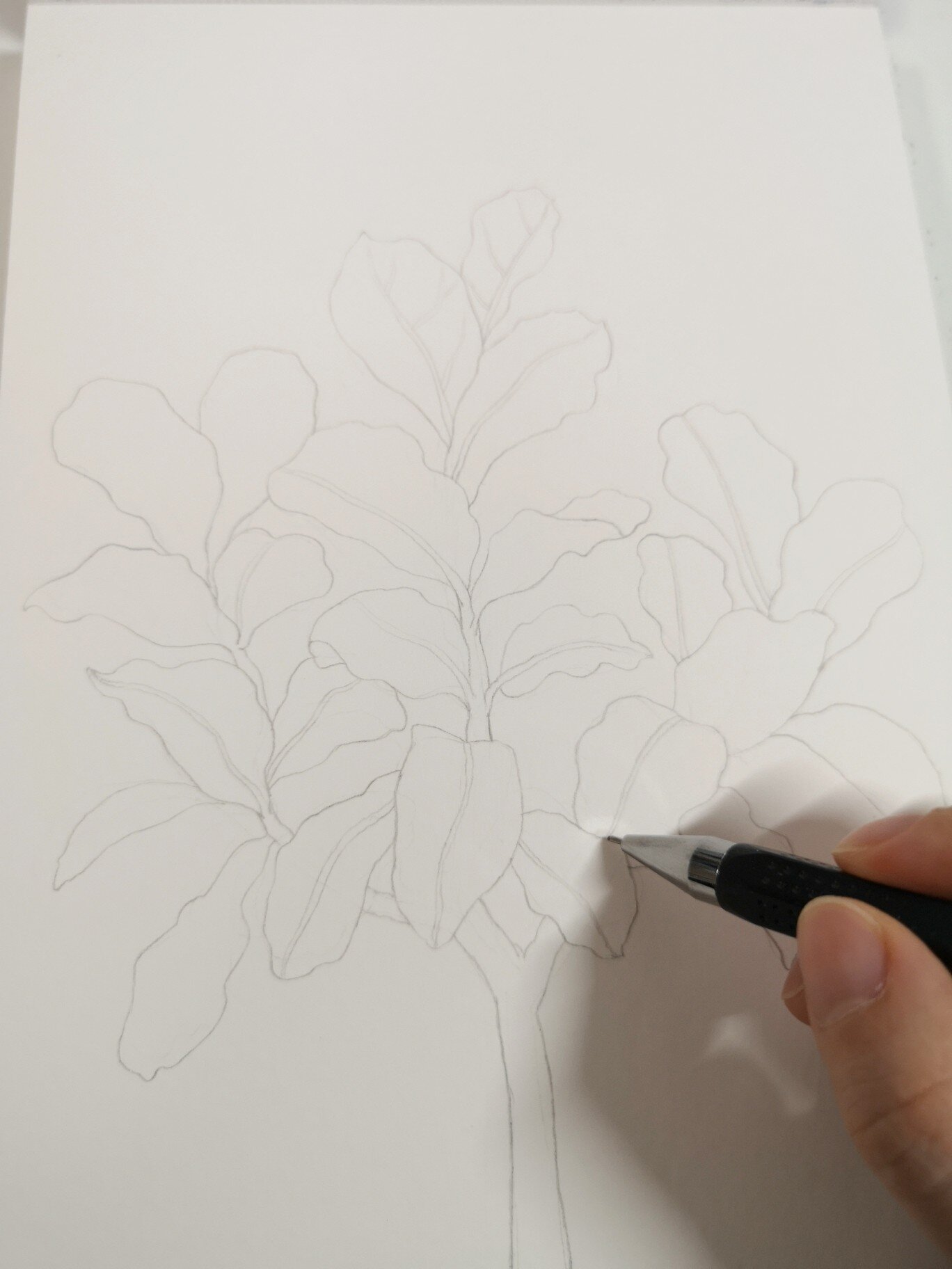 绿植琴叶榕 手绘水彩 过程 线稿 不定期更新水彩手绘,带线稿和过程