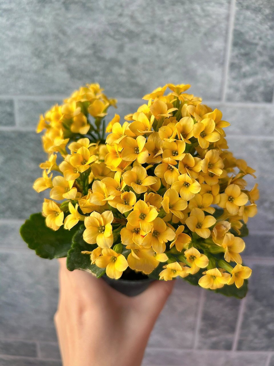 长寿花:乔伊斯 单瓣小花,初开花心是橙色,后期越来越浅 花期长,不消苞