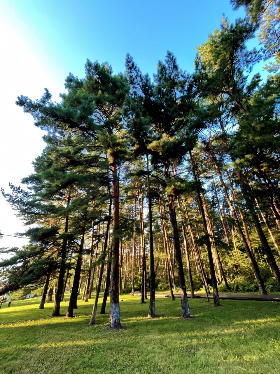 长白山美人松雕塑公园