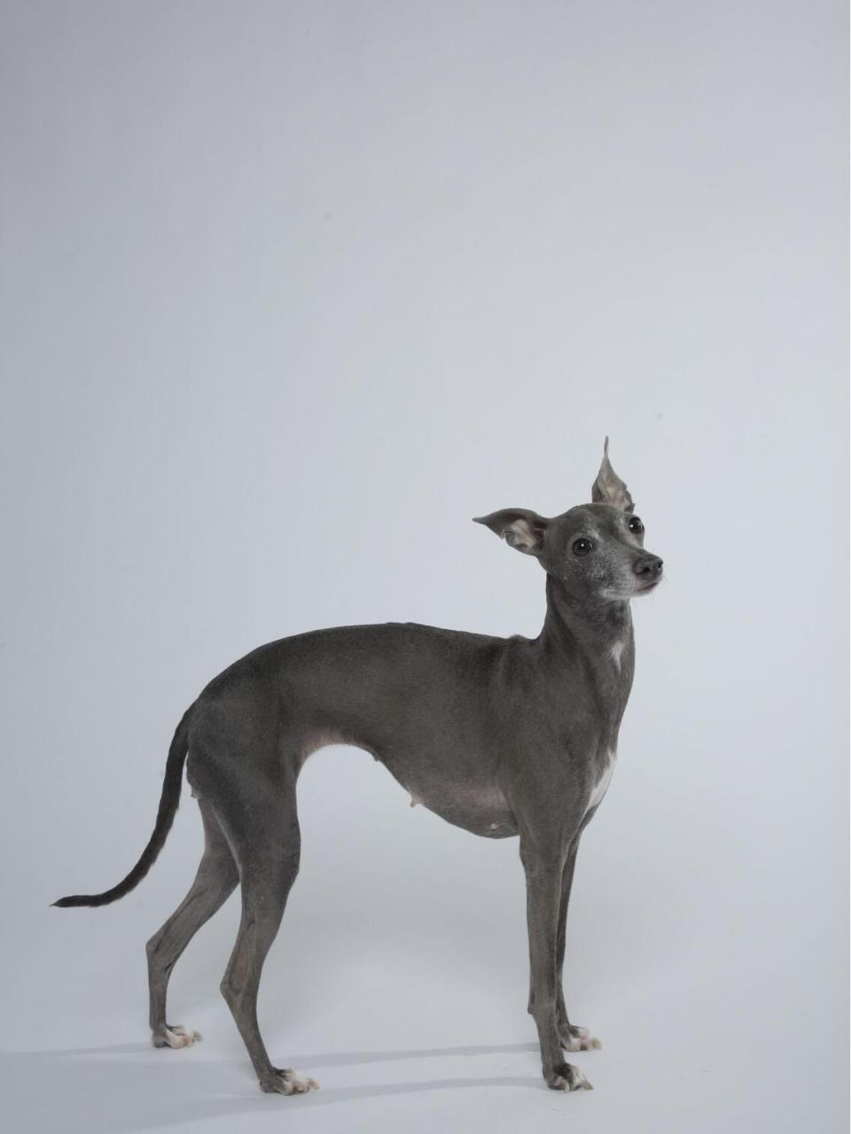 优雅精致结合 意大利小灵缇和灵缇的区别92(图5) 	 93意大利小