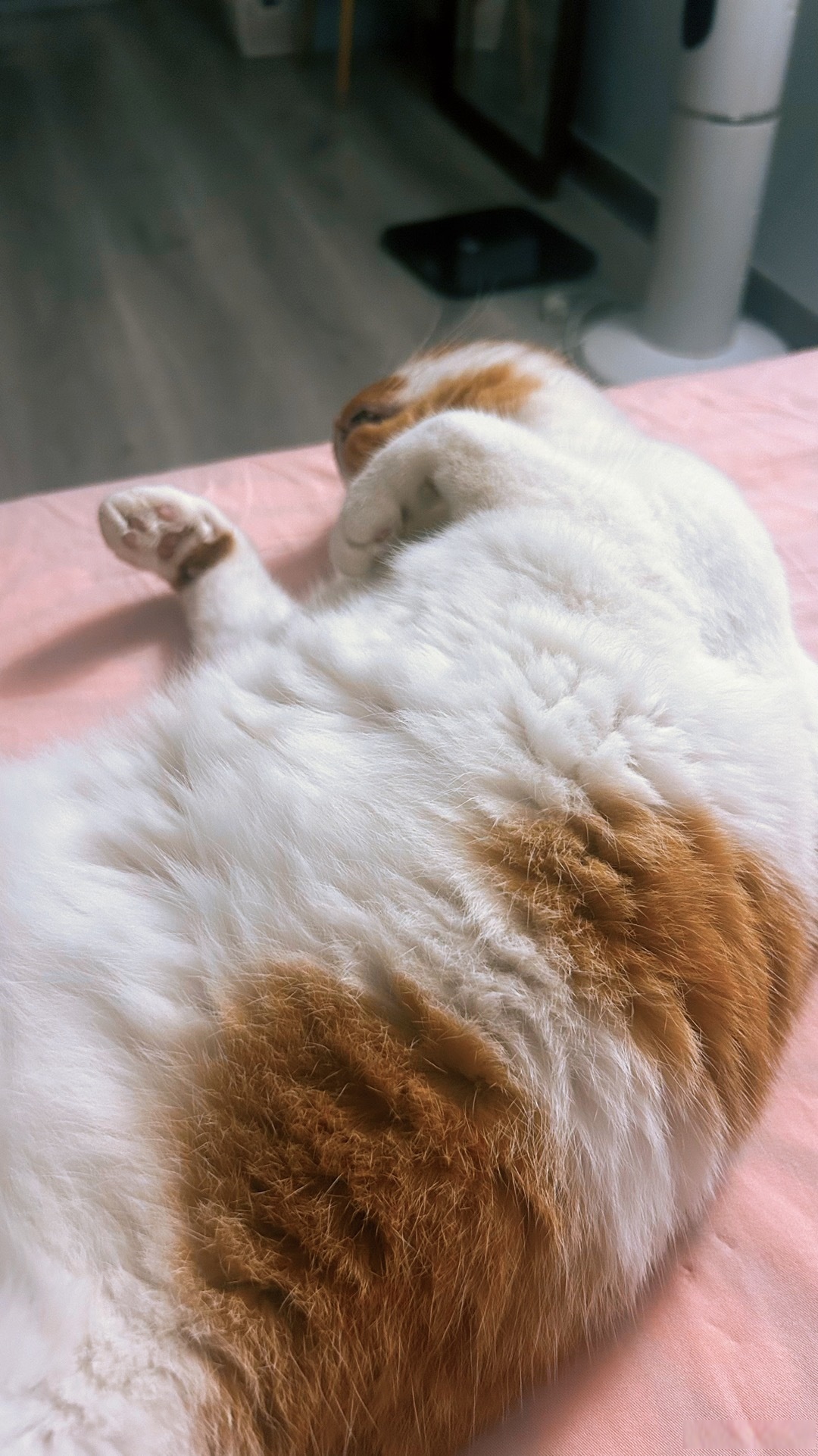 敦敦实实,哈哈哈哈,但手感柔软.#日常吸猫##养猫日记