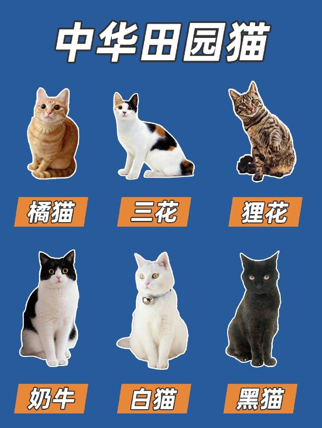 猫品种大全