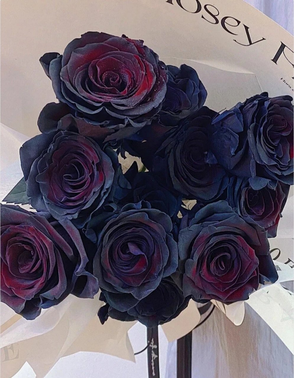 黑夜天使丨厄瓜多尔黑玫瑰 厄瓜多尔黑天鹅玫瑰 花语:温柔真心,独一无