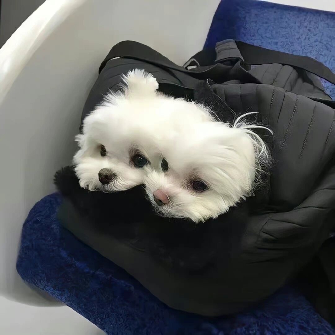 超可爱的马尔济斯博美小白狗头像 超可爱的小白狗头像 来源:06侵删