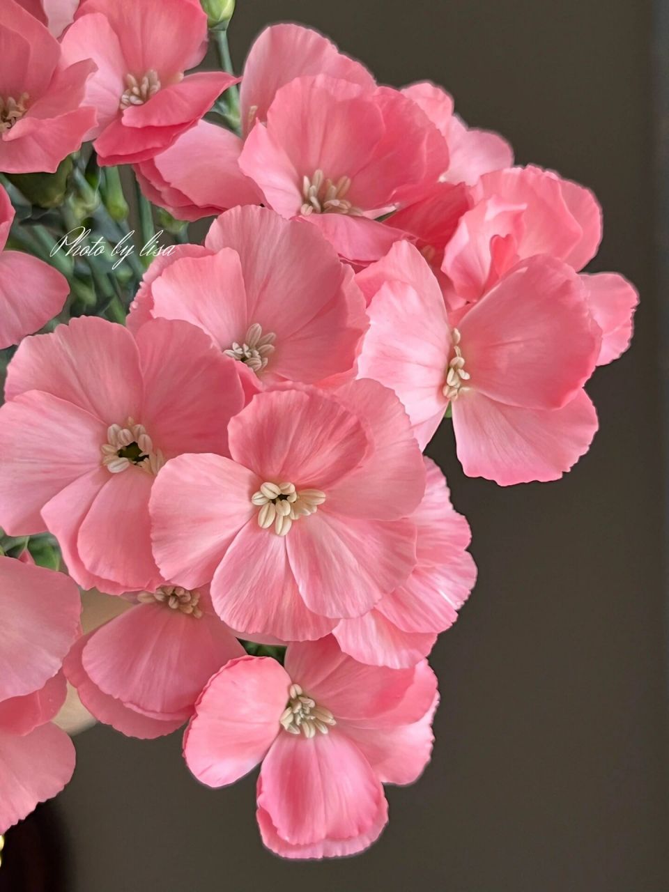 海盛娑罗蜜儿---露丝