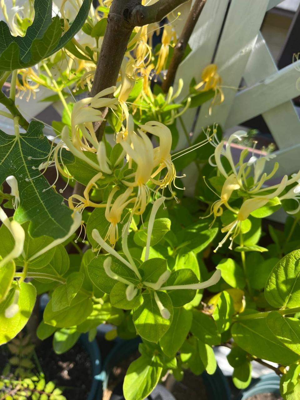 金银花到底摘花苞还是开好的?