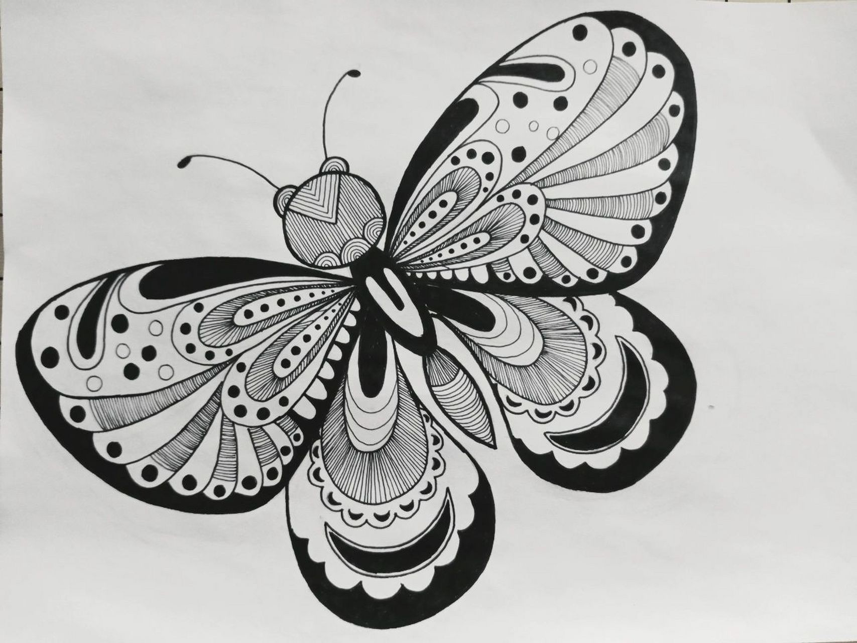 《蝴蝶》线描画绘画过程