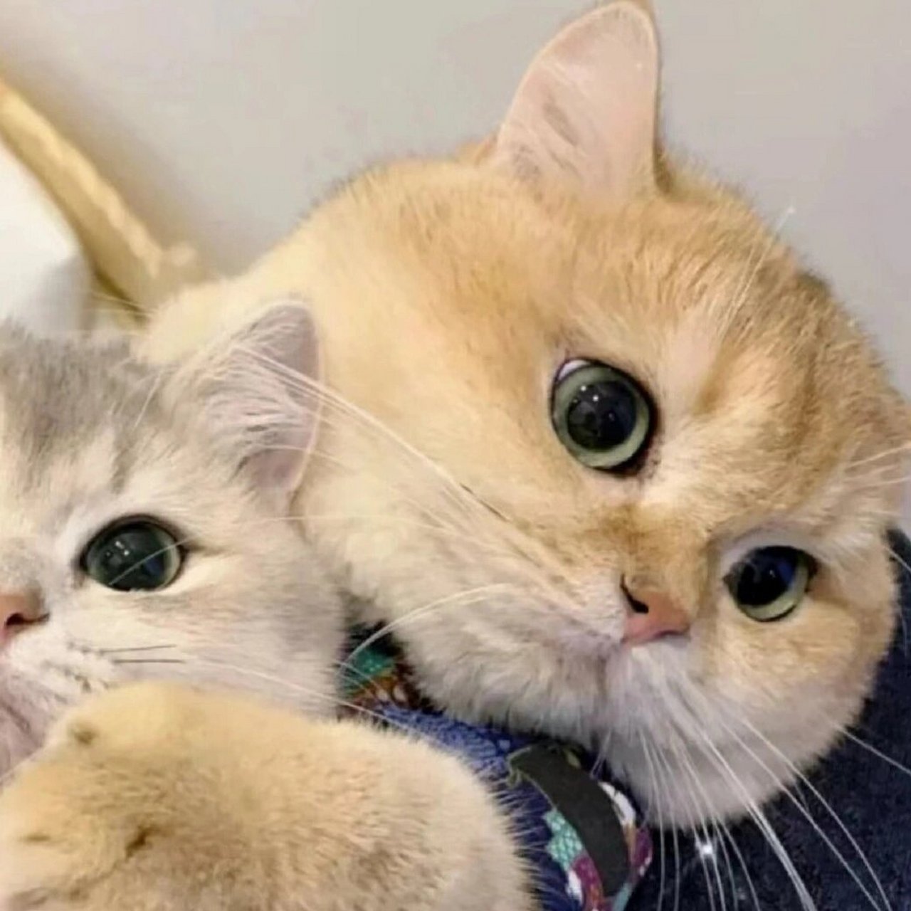 动物情头不明显的那种 和男朋友用的奇奇怪怪可可爱爱的小动物情头,超