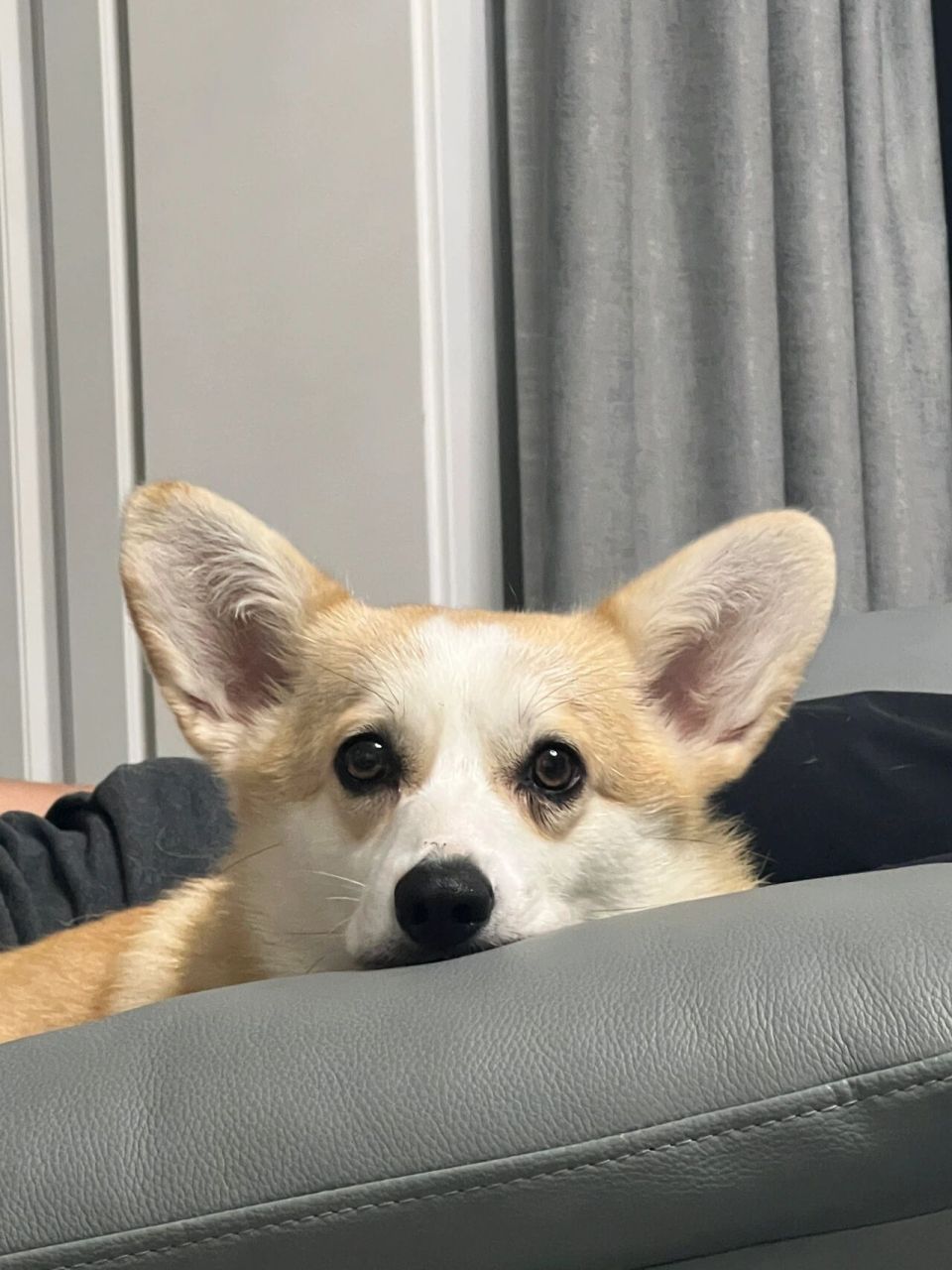 三通大围脖就是好柯基?