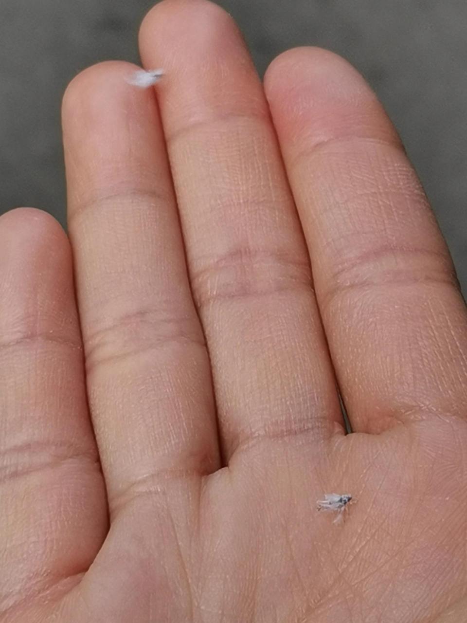 前几天,天气很暖和,小区里面就会飞一些白色的非常小的虫子,像漫天