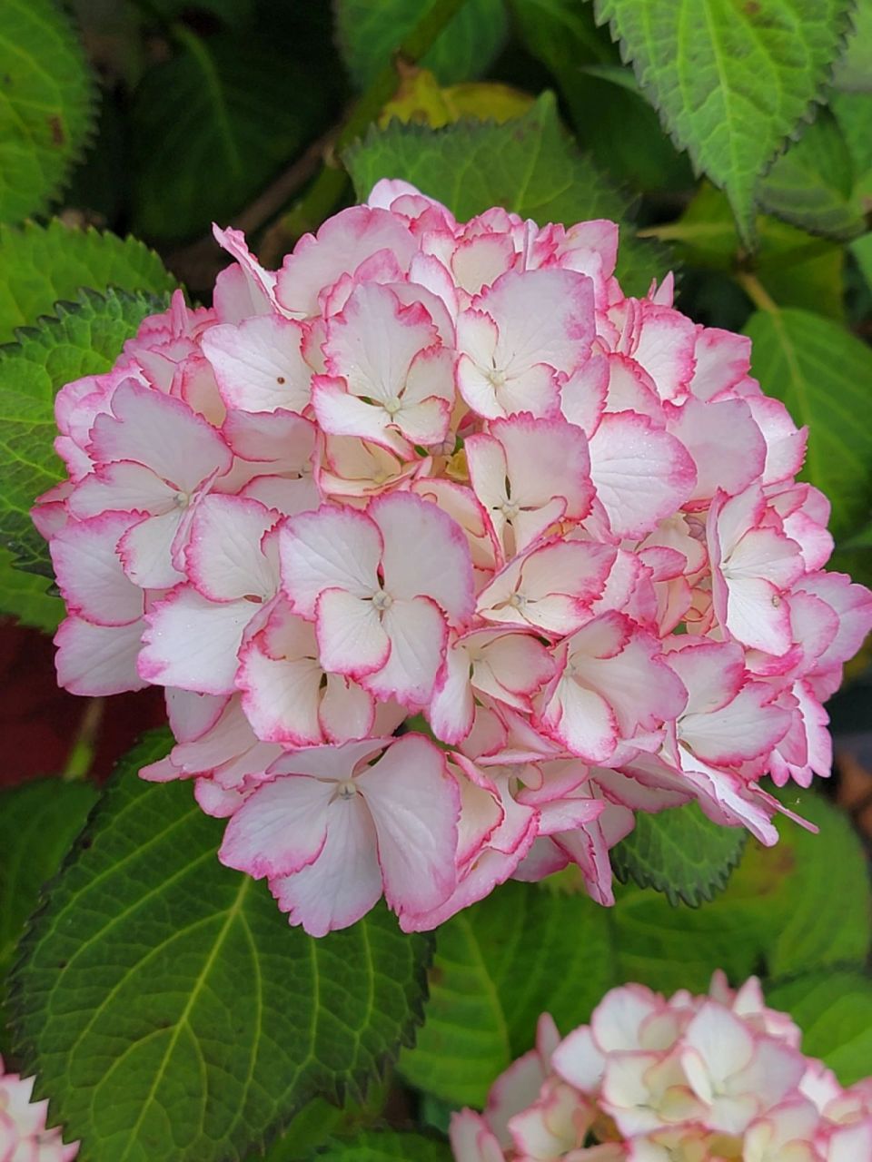 绣球鸡尾酒98 牙签扦插苗带大,长得飞快.这是第三年半.