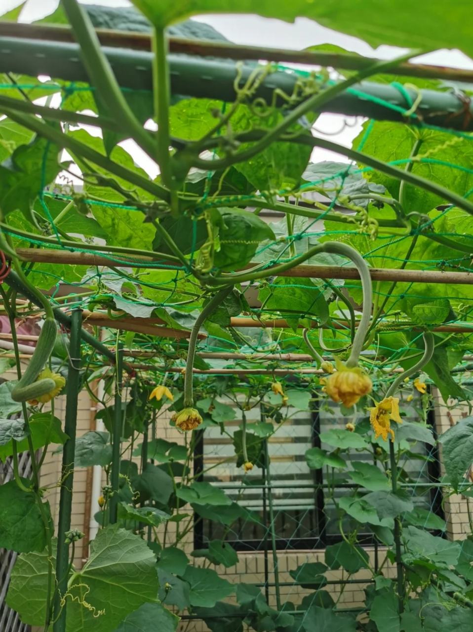 瓜藤攀架图 98我最喜欢看瓜架上吊满瓜的模样,爬藤,搭架,开花,结瓜