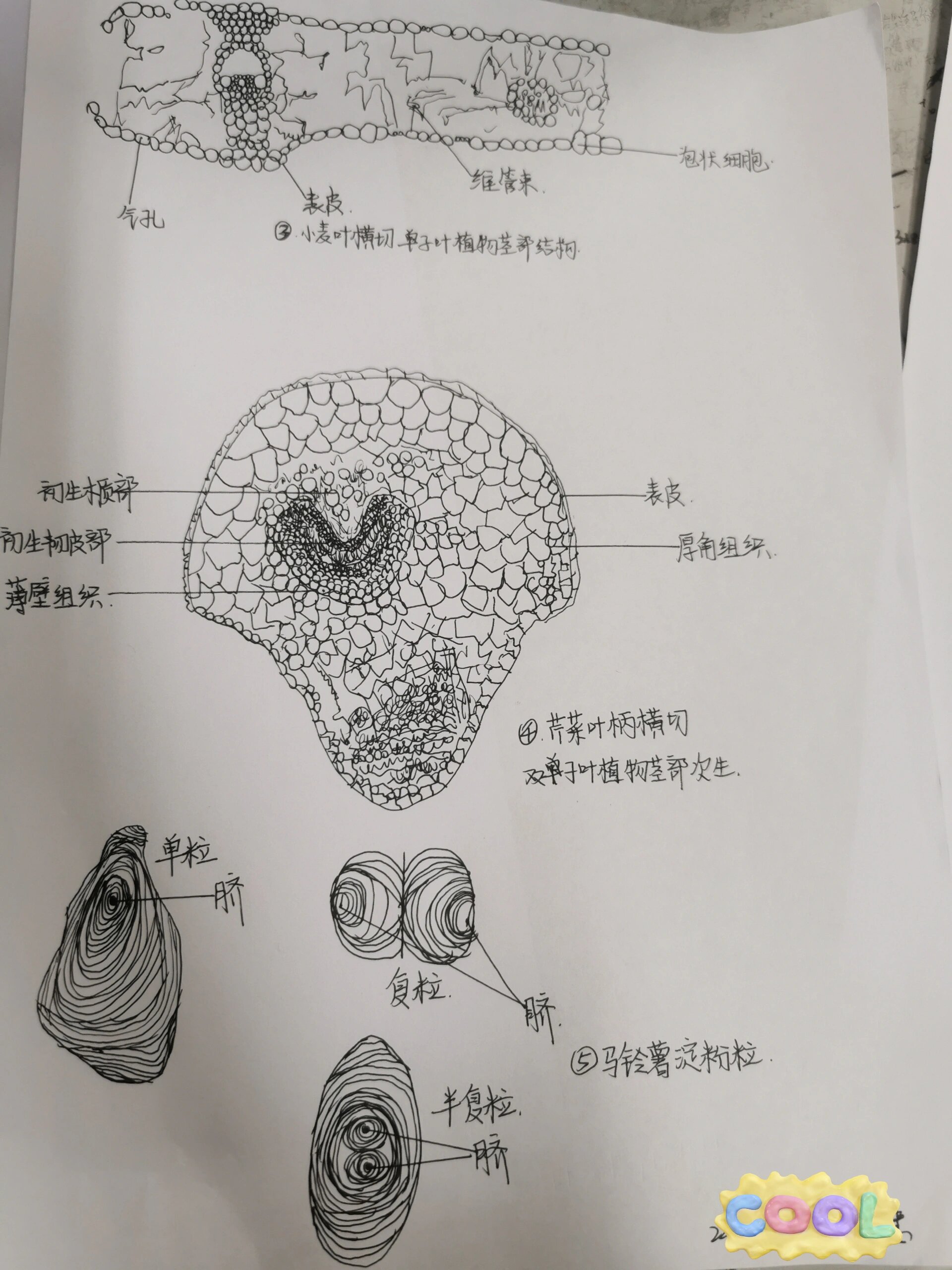 植物根的次生结构简图图片