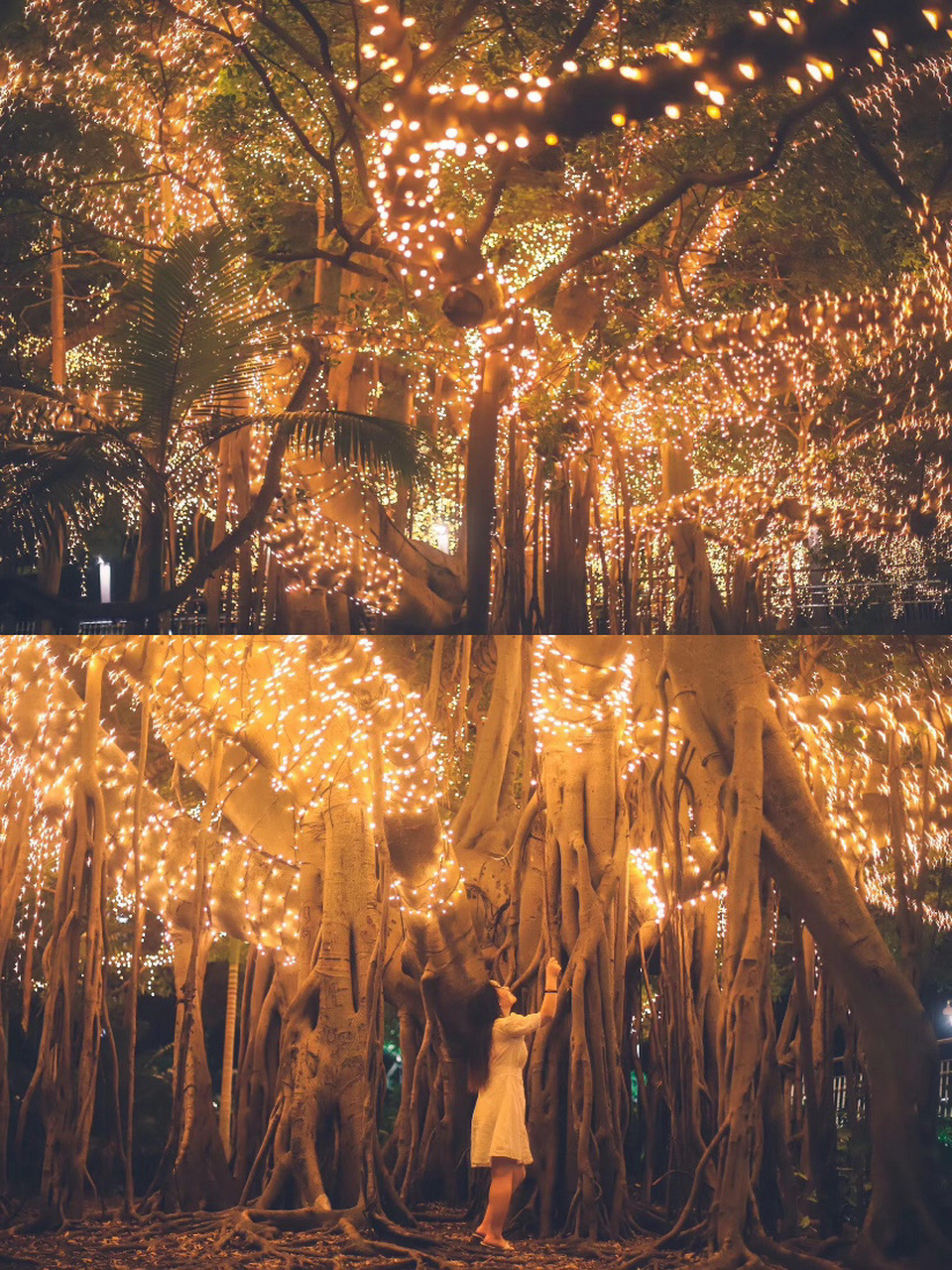 布里斯班旅行|藏匿城中的网红火树银花 布里斯班植物园靠近goodwill