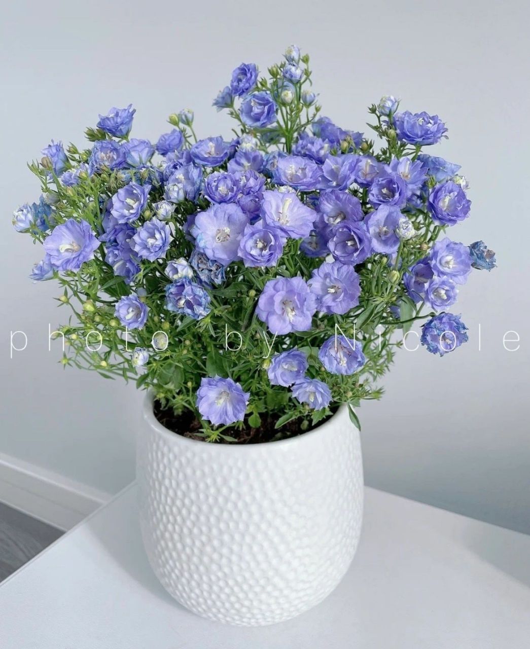 盆栽|重瓣风铃草90草花界的"颜值扛把子 买花98可7715 	 上个