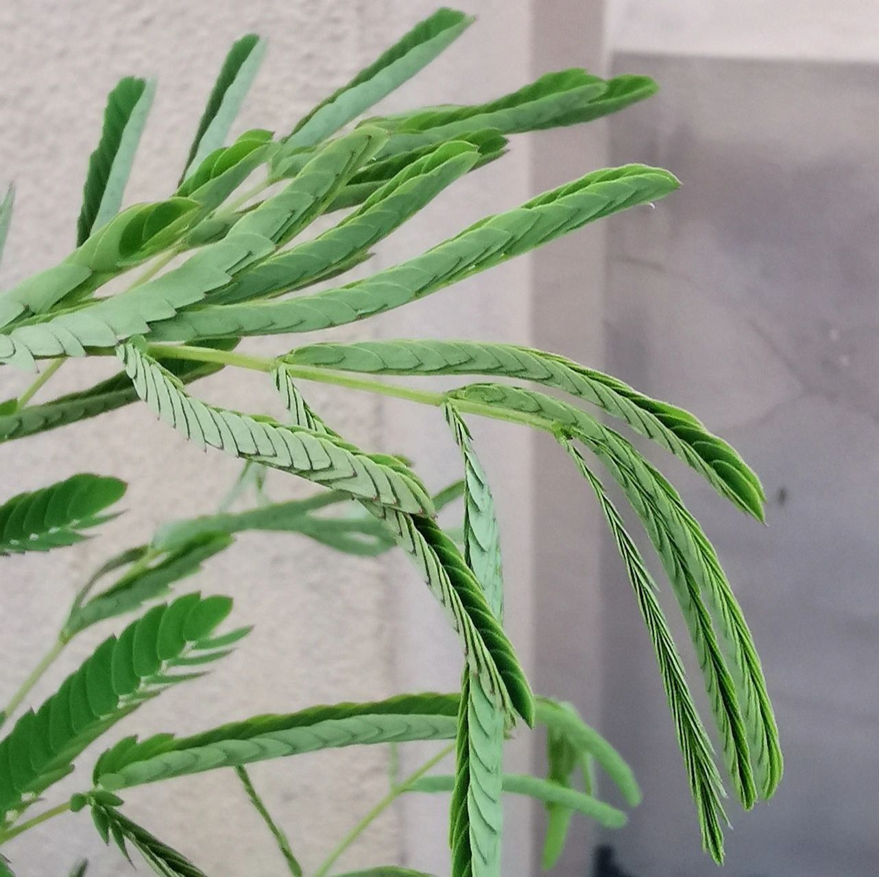 合欢树的叶子为什么晚上会合起来 合欢树之所以晚上会紧闭叶片,是因为