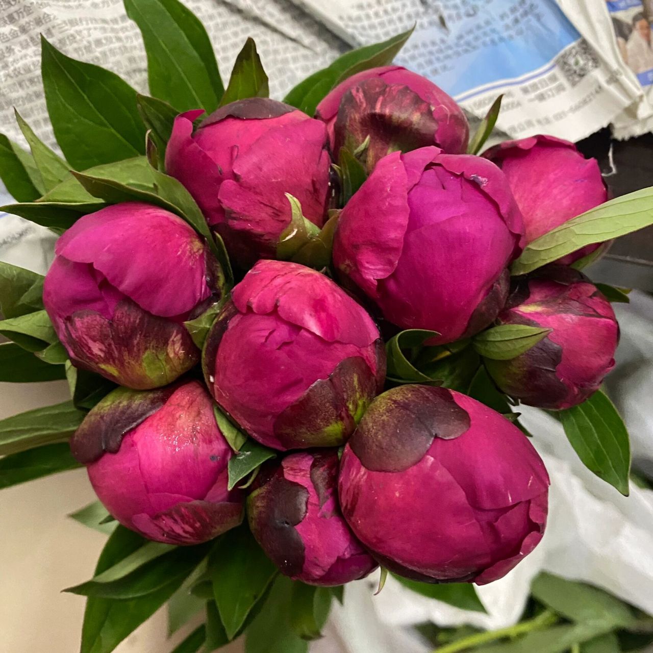 芍药 红富士 花头不大的一款,颜色偏暗(我很喜欢).