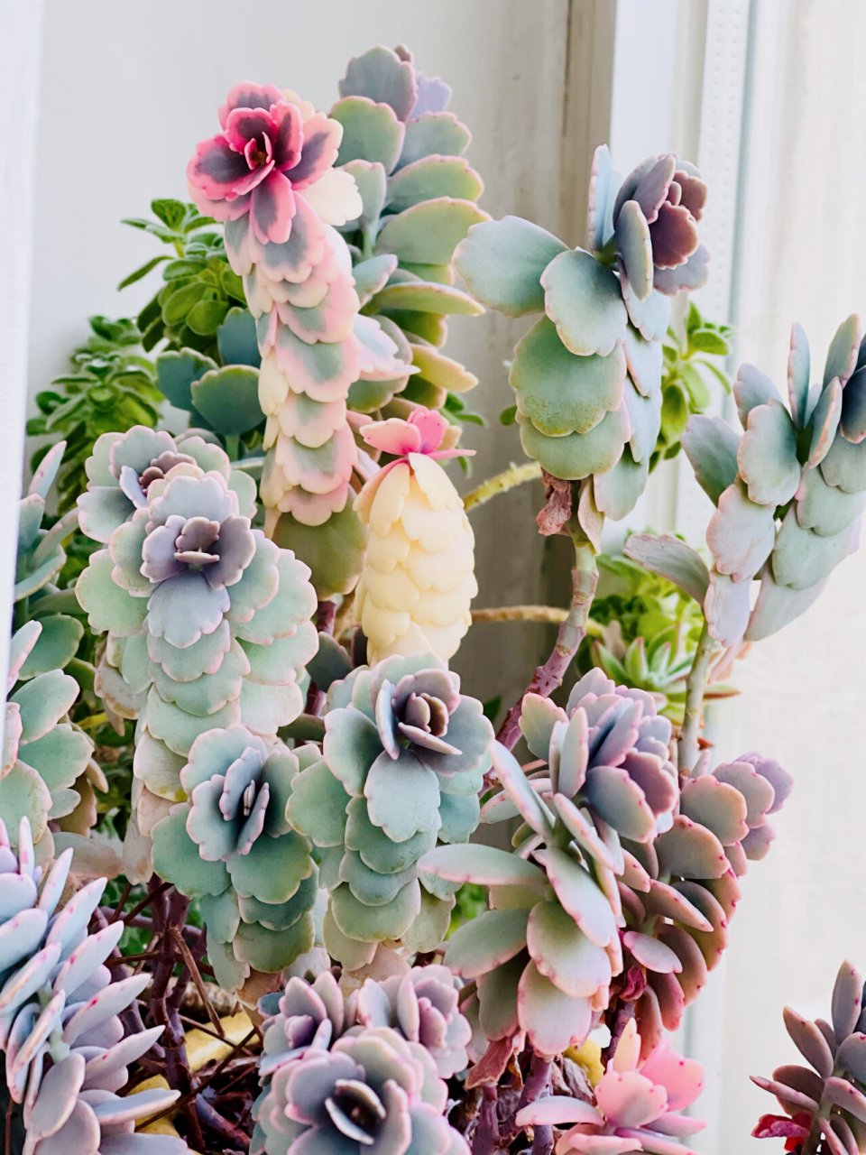 玉吊钟:多年来还活着的多肉(六) 喜散光照射,夏日以置于稀疏阳光下为