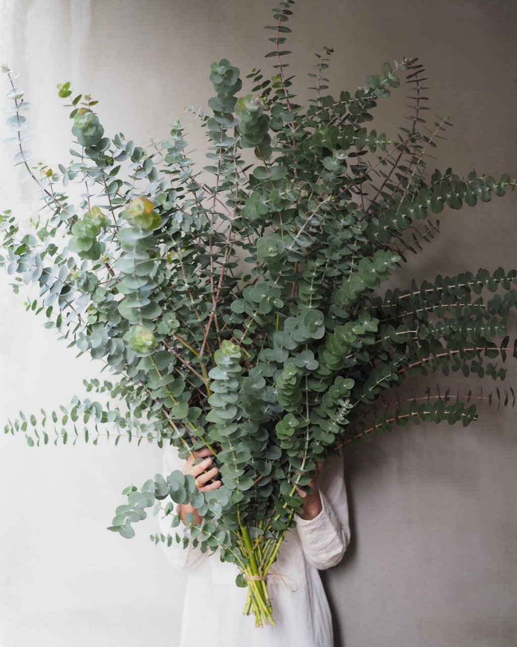 圆叶尤加利,绿色花束 植物不可或缺的色调.