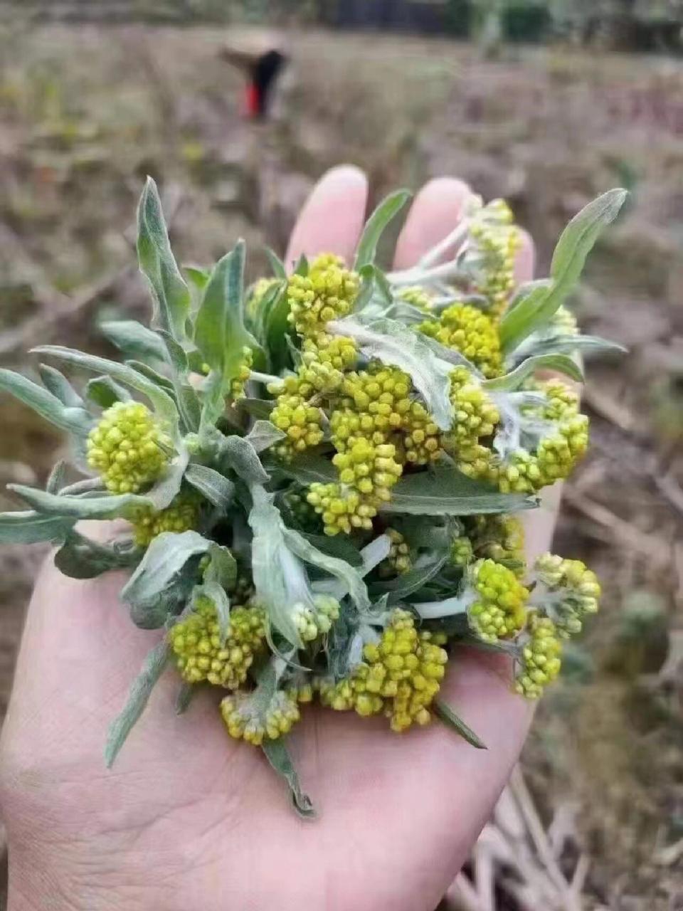 纯生态的火草花它还具有清热解毒,降血降压的功效