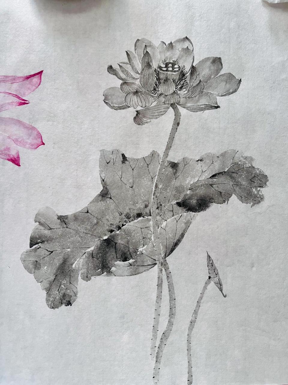 画了一周的白描,自动开启墨色荷花 话说昨日上课我突然觉得我的笔不是