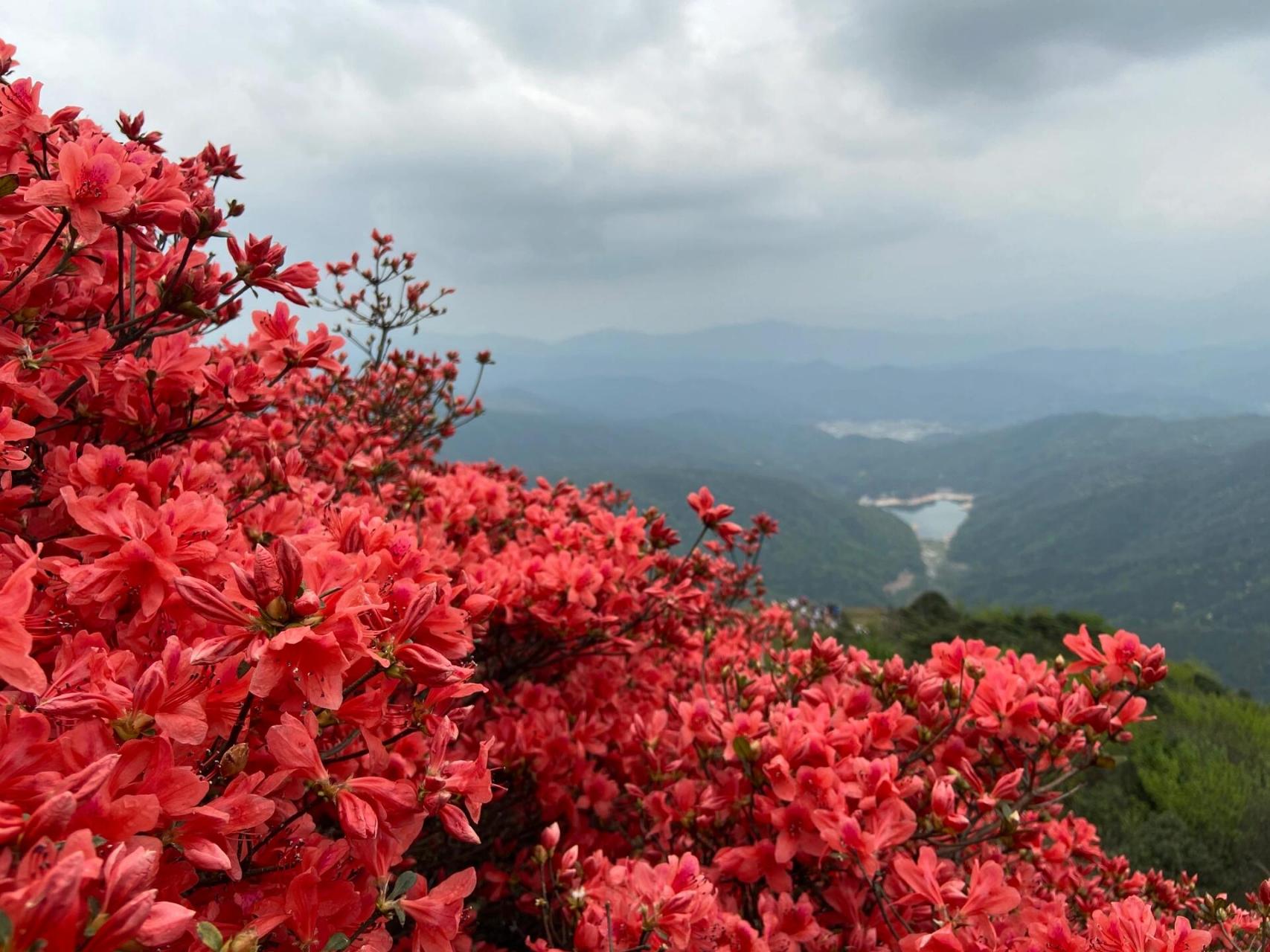 通天蜡烛 丨 缘起山花烂漫时 通天蜡烛位于广州从化石明村,每年三月到