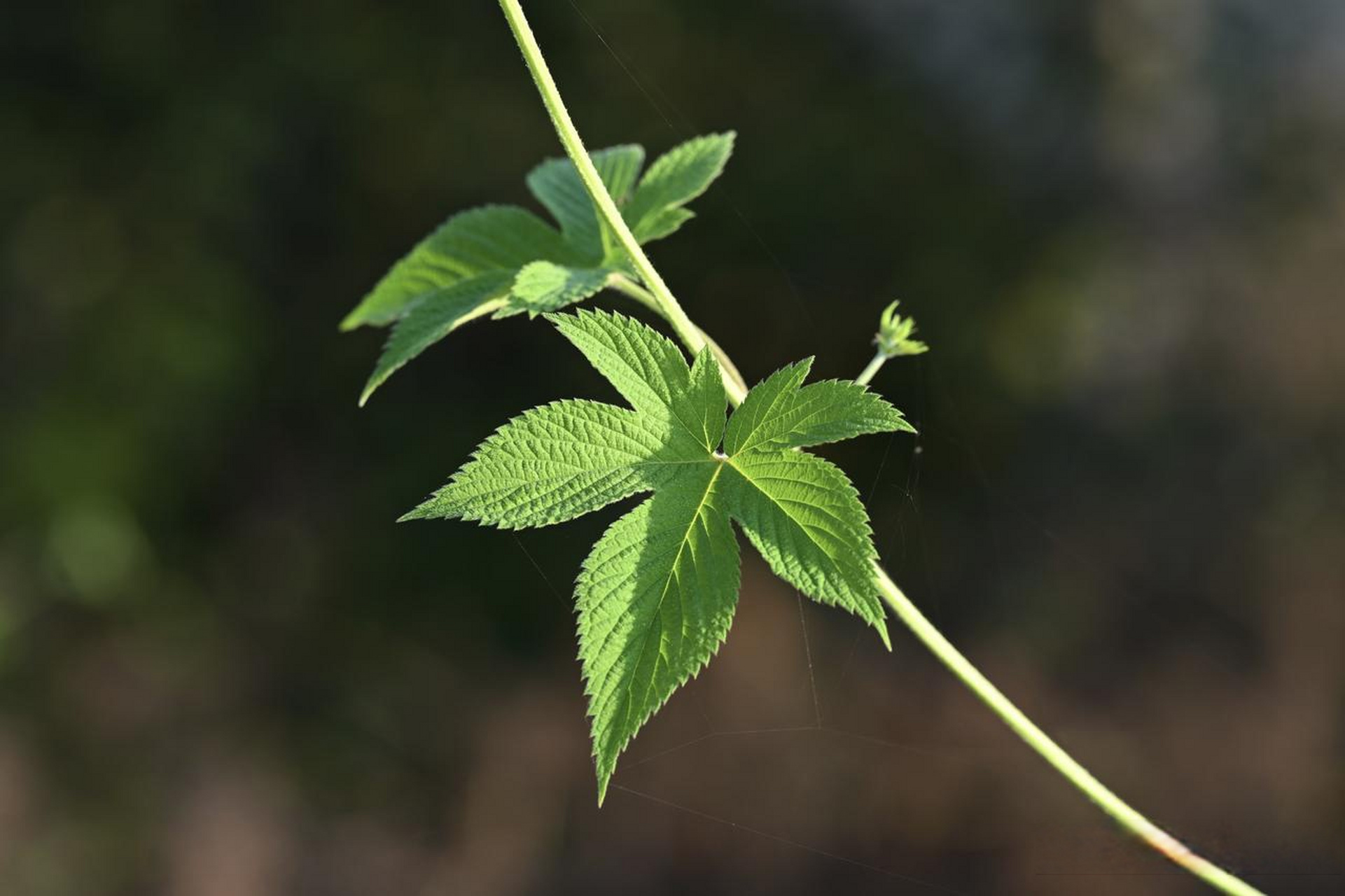 葎草花,又称拉拉秧,可吃,可中药,可喂兔子.