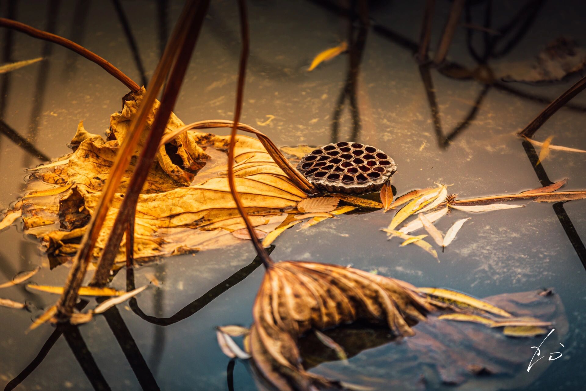残荷之美 一池暮光如诗画,风骨残荷绽余晖.