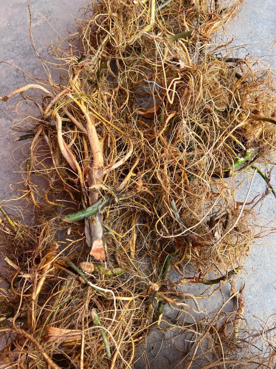 白花牛奶根和五指毛桃可以一起煲汤哦 白花牛奶树根的生长环境为深山