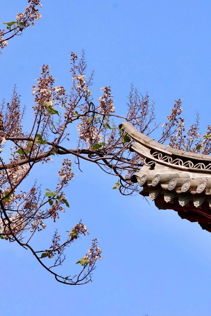 每日植物-泡桐,梧桐还是法国梧桐? 泡桐 花色:白色/紫色 高度:3-20米 