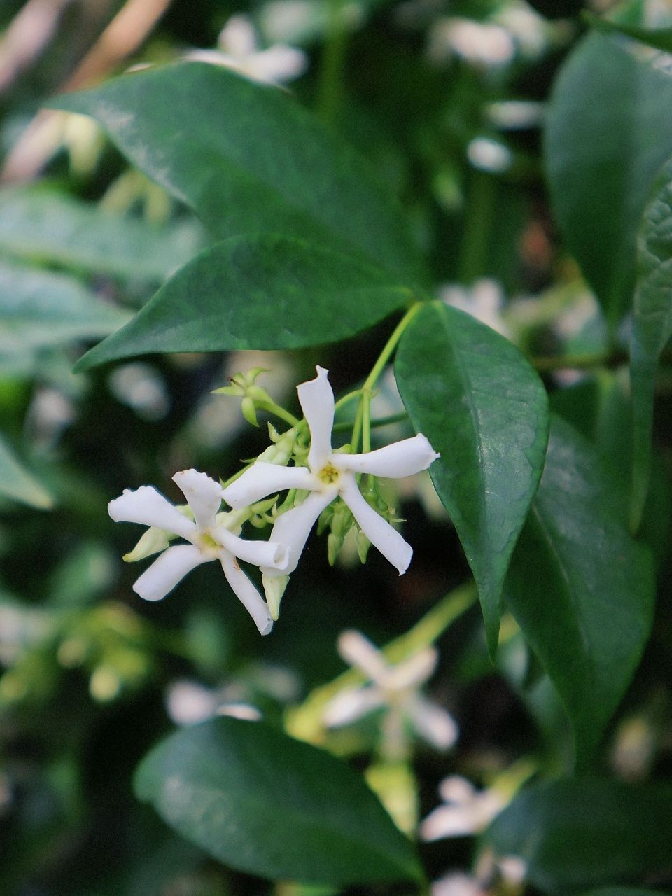 络石,又名风车茉莉 风车满墙挂,缘是络石花 络石5瓣白色的小花,一瓣瓣