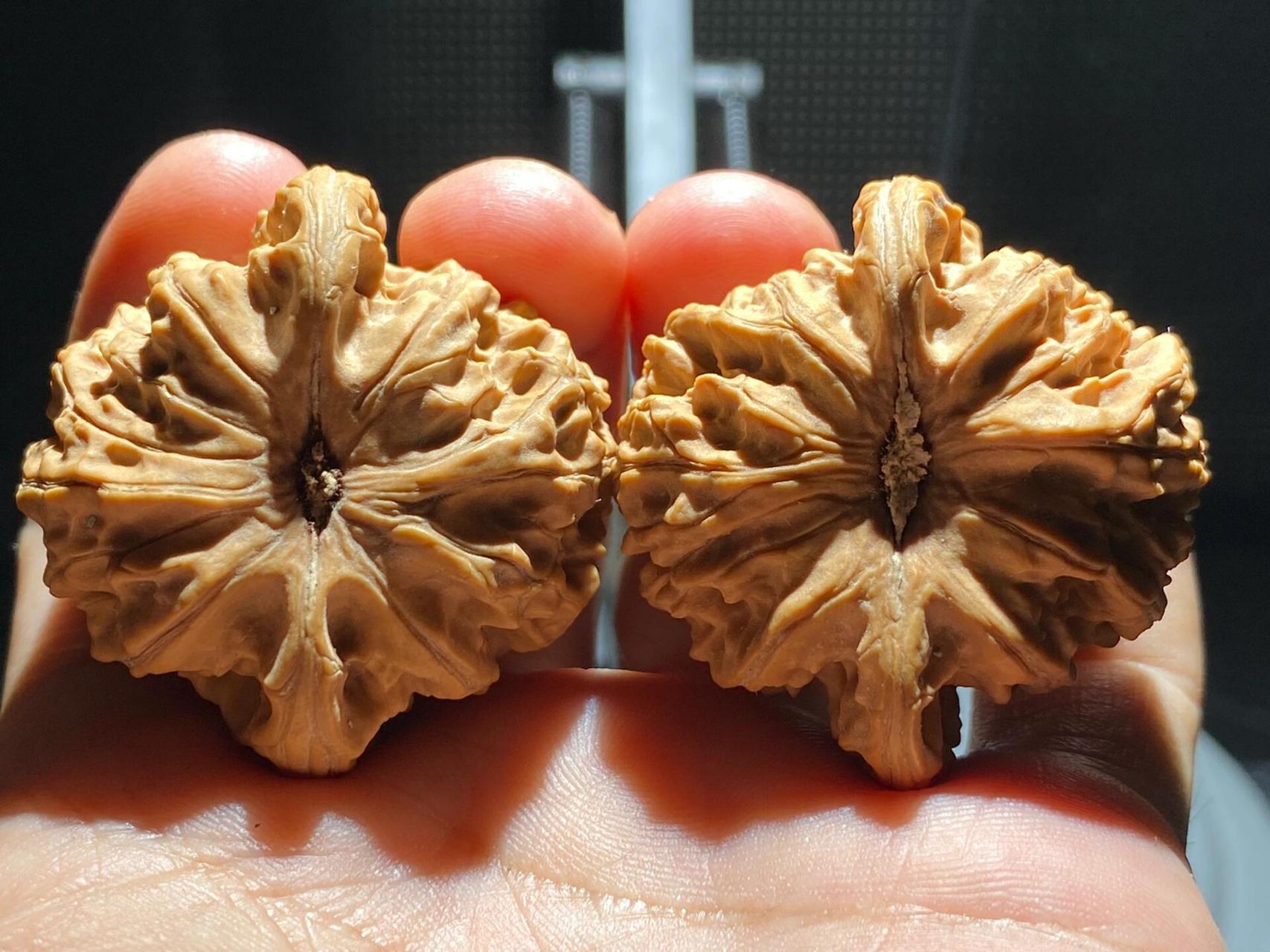 手汗大玩什么核桃不走酱717515 霞云岭狮子头也是一款以产地