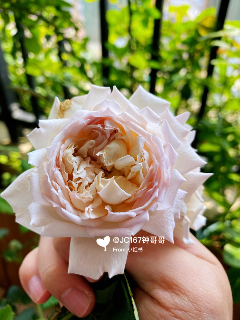 实拍|砂糖 月季:砂糖,河本 耐开浓香,后期拍的花瓣有点残 #我的秘密