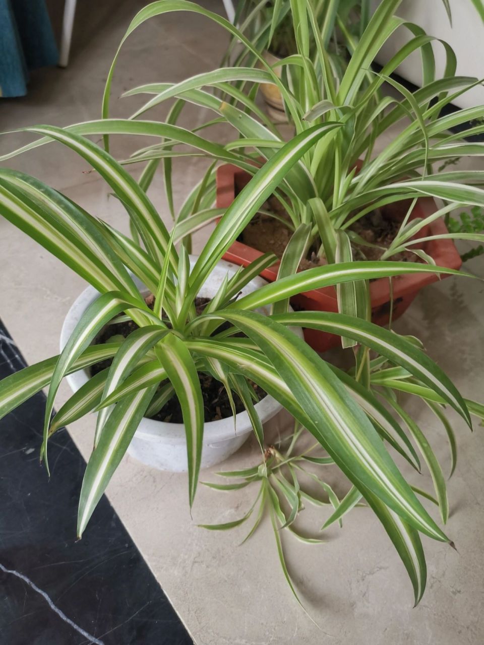 纯绿色吊兰,金边吊兰,金心吊兰你们觉得那种最好看?