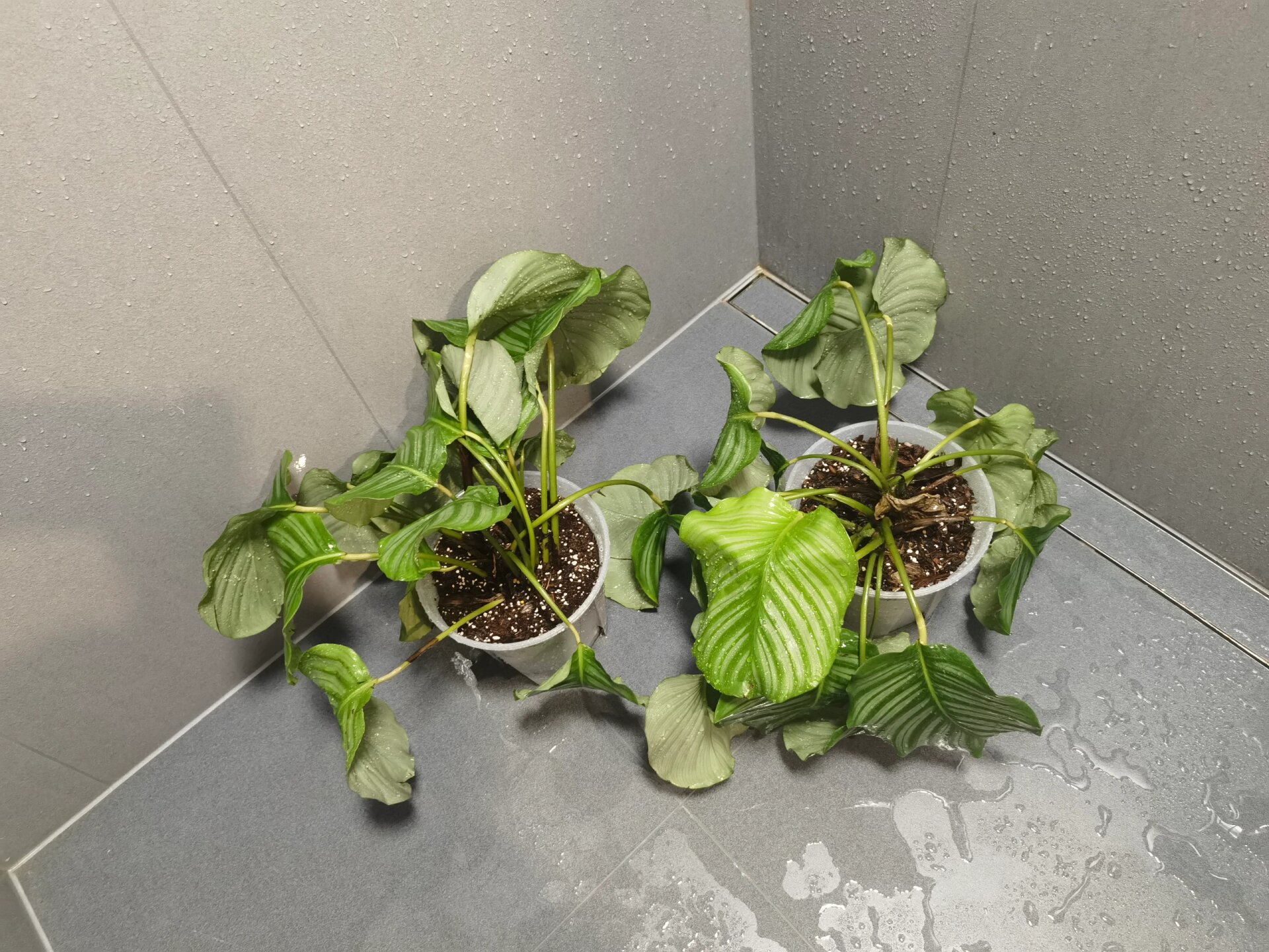 青苹果竹芋叶子耷拉