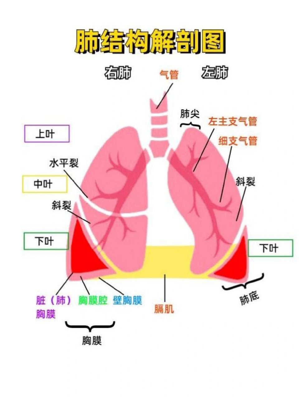 医学生笔记 | [肺的结构及分段] 每天get一个知识点!
