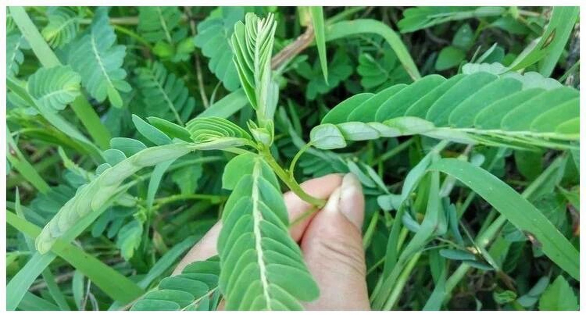 珍珠草,国家特级保护植物 珍珠草它的学名叫做: 叶下珠,别名珠仔草,假