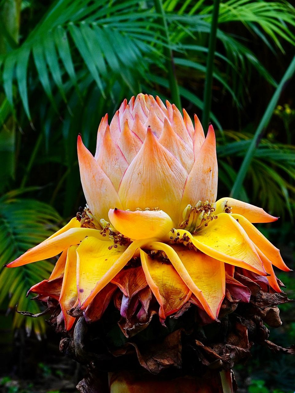 『地涌金莲』 「地涌金莲」为我国特有植物.