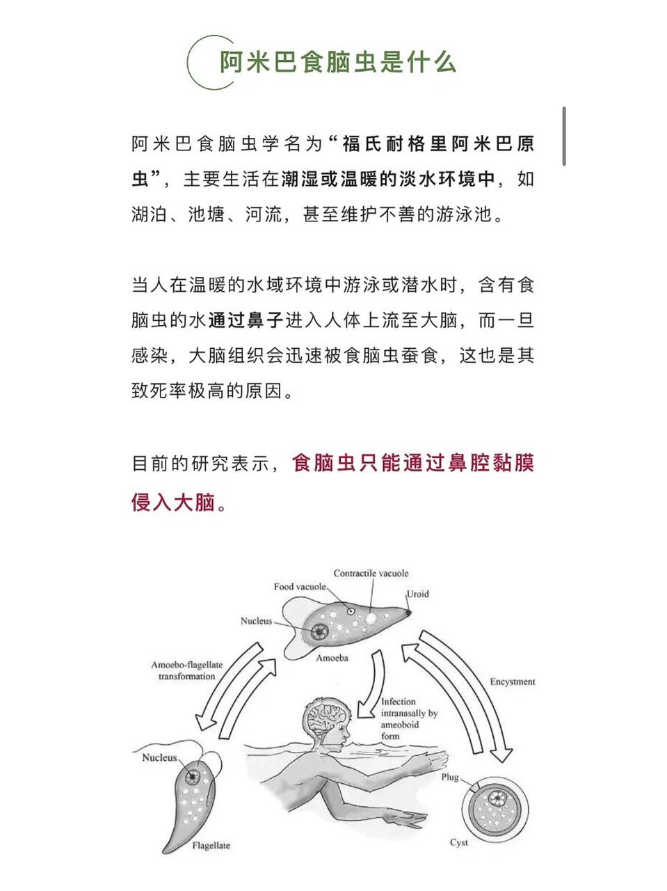 感染食脑虫 美国内布拉斯加州一名儿童死于阿米巴食脑虫感染