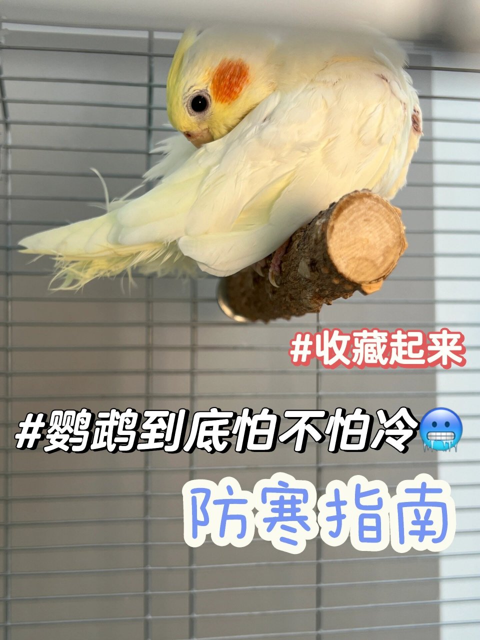 鹦鹉怕冷吗图片