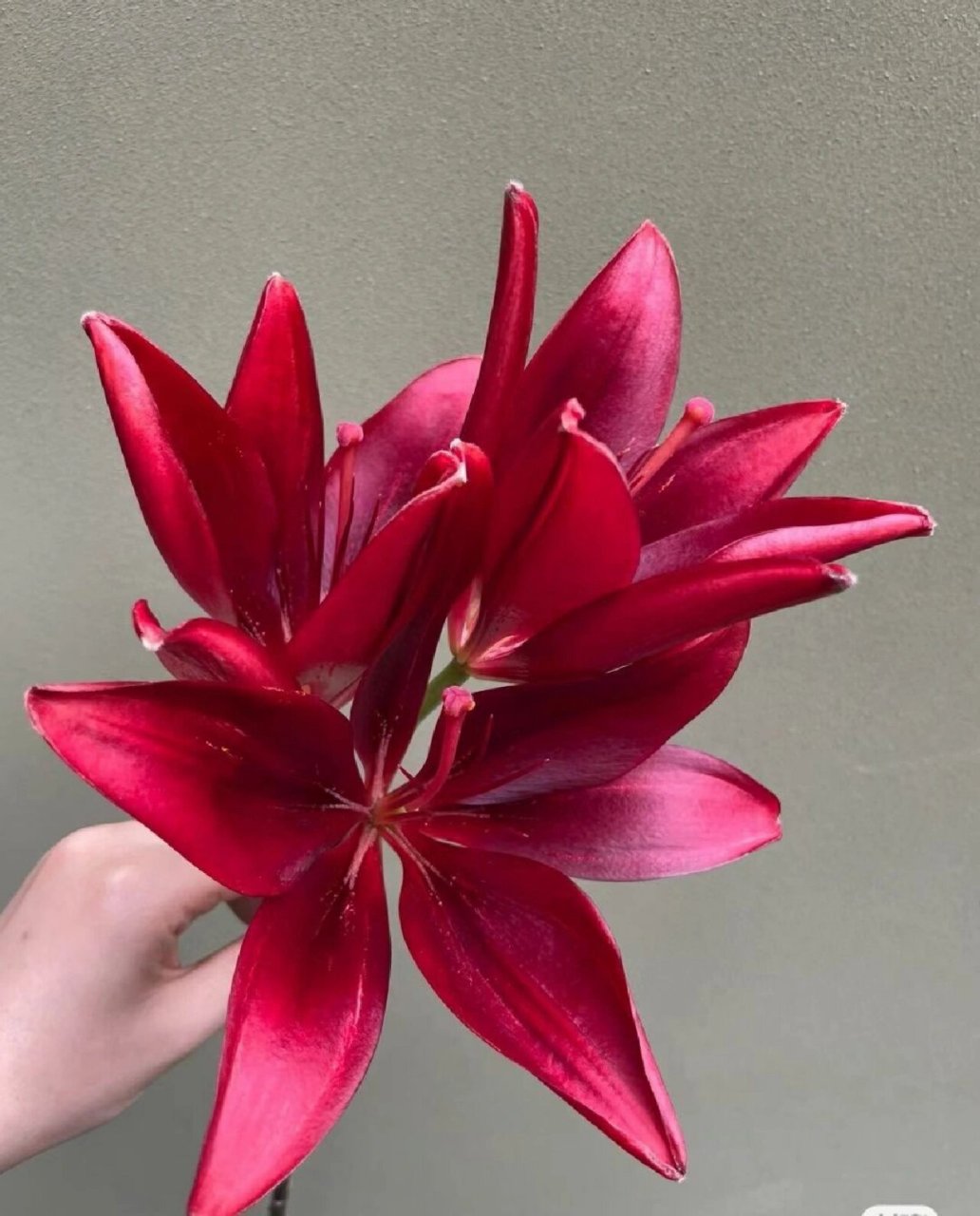 大黑石百合给人一种高级的感觉 a级大黑石百合,大花苞 双头