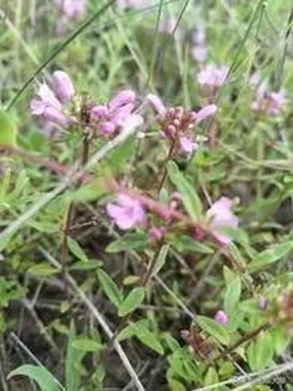 通渭人用地椒花炝浆水的历史传承比较攸久了!