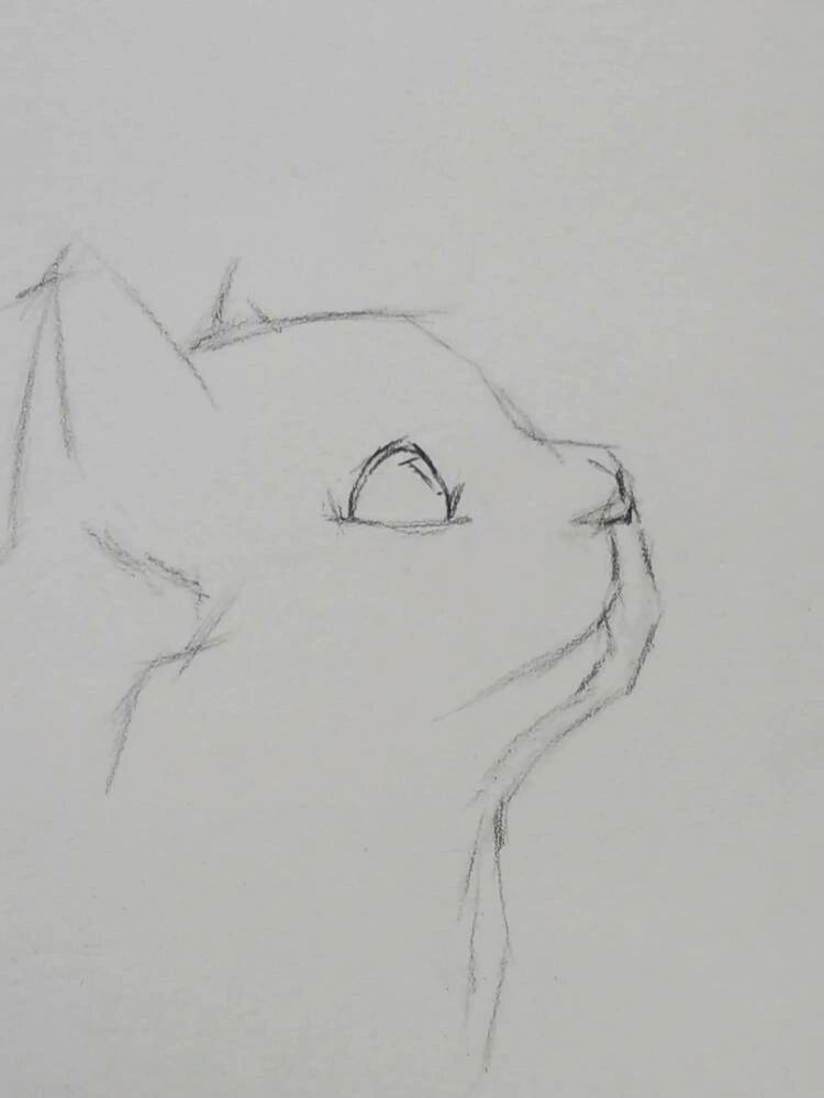 超级可爱的侧脸猫咪练习过程分享