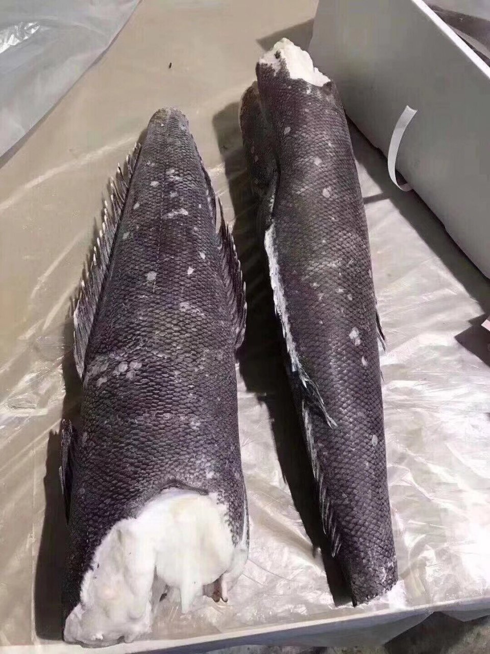 关于银鳕鱼,如何"辨真假" 法国银鳕鱼又称南极小鳞犬牙鱼,在国内普遍