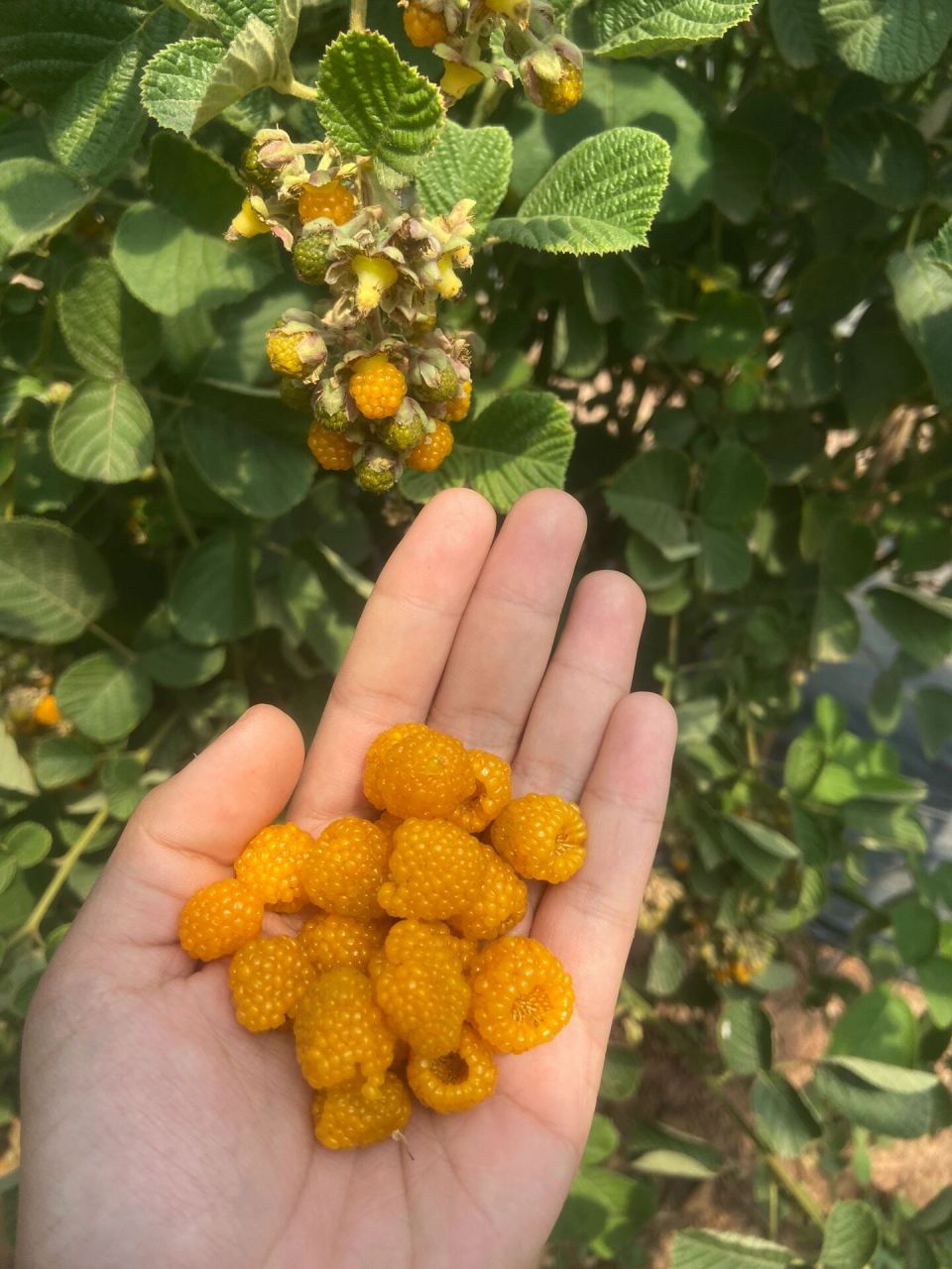 今天来我大爹家无刺黄泡基地采黄泡 太好吃啦!我一次炫一盒.