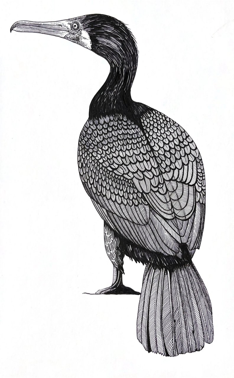 钢笔画68 鱼鹰07 #钢笔画# #寻找绘画大神# #奔流画社# #钢笔亦可