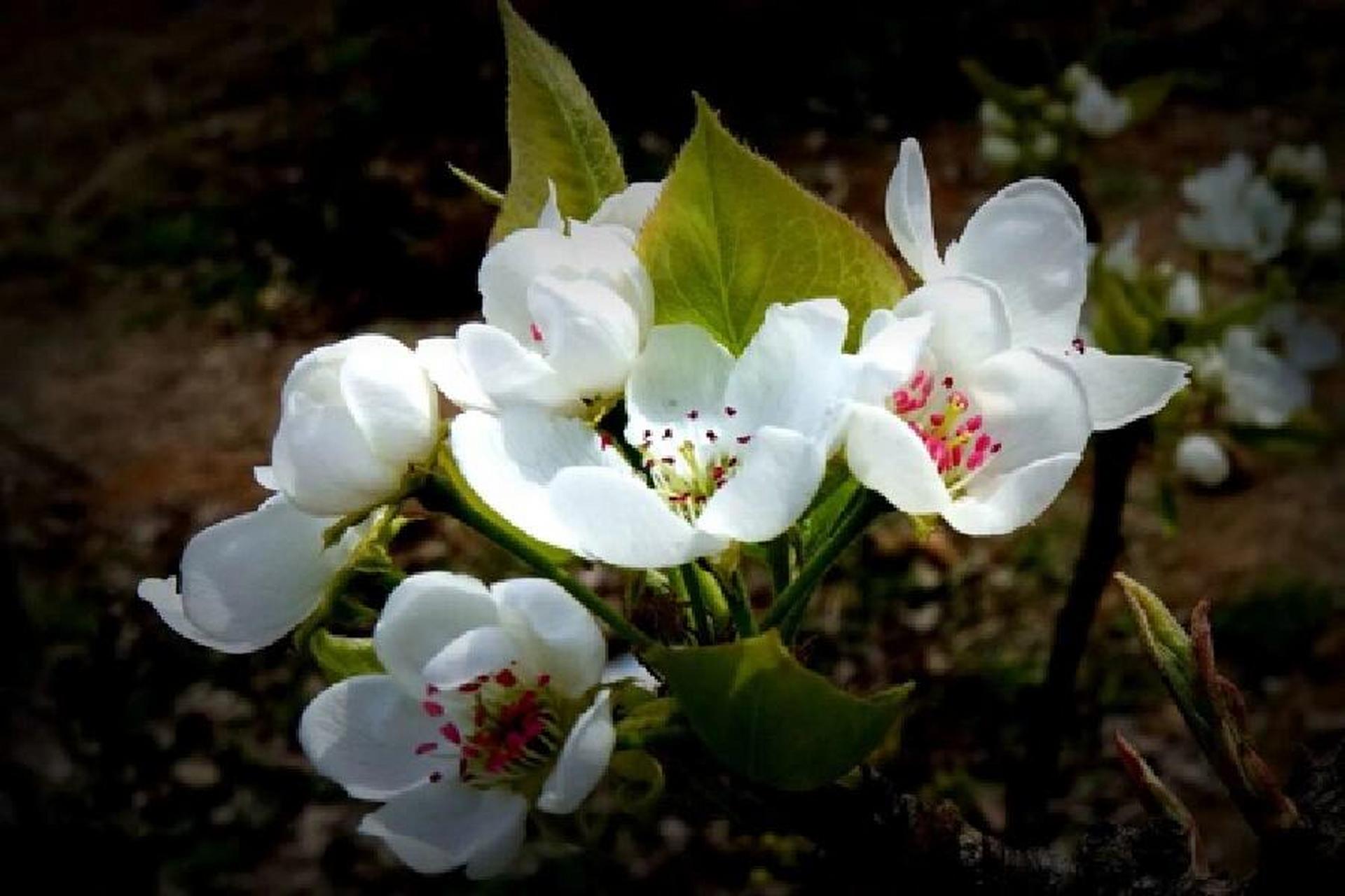 洋县第二站——朱鹮梨园景区 朱鹮梨园由一轴两核五区构成,包括山脊