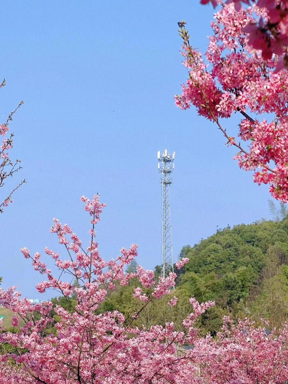 云溪双花村图片