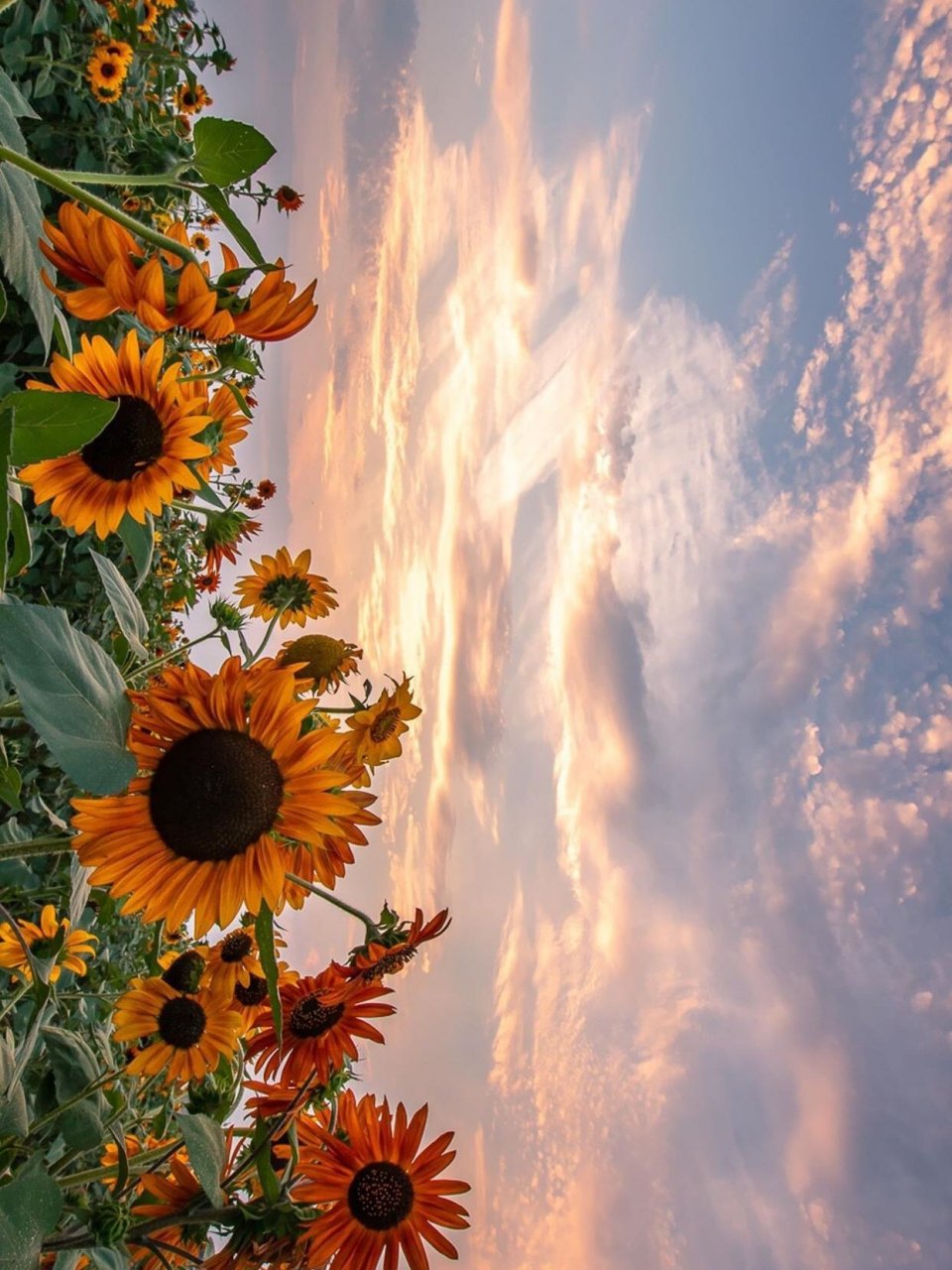 超美的向日葵手机壁纸分享 🌻向日葵花语:入目无他人,四下皆是你.