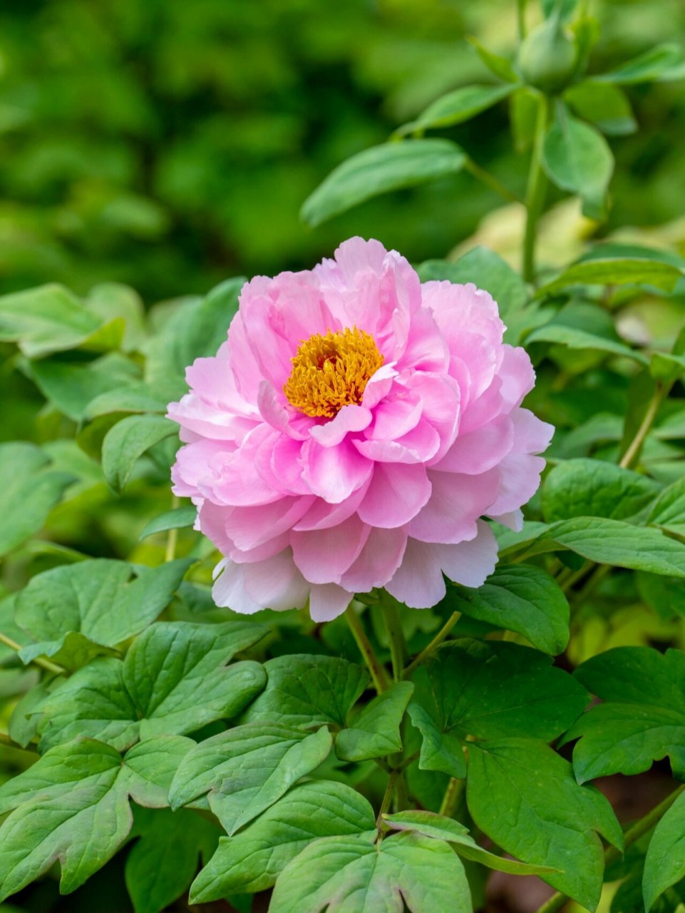 4月初的牡丹(粉色系)